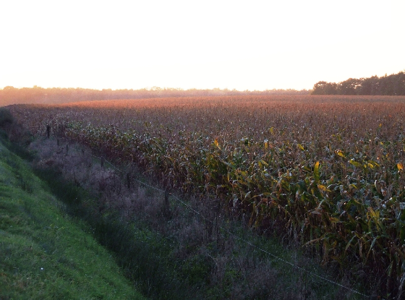 Corn in last light.JPG - Pop Corn in Last Autumn Light